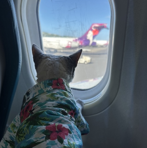 a picture of a cat in a Hawaiian shirt looks out the window of a plane