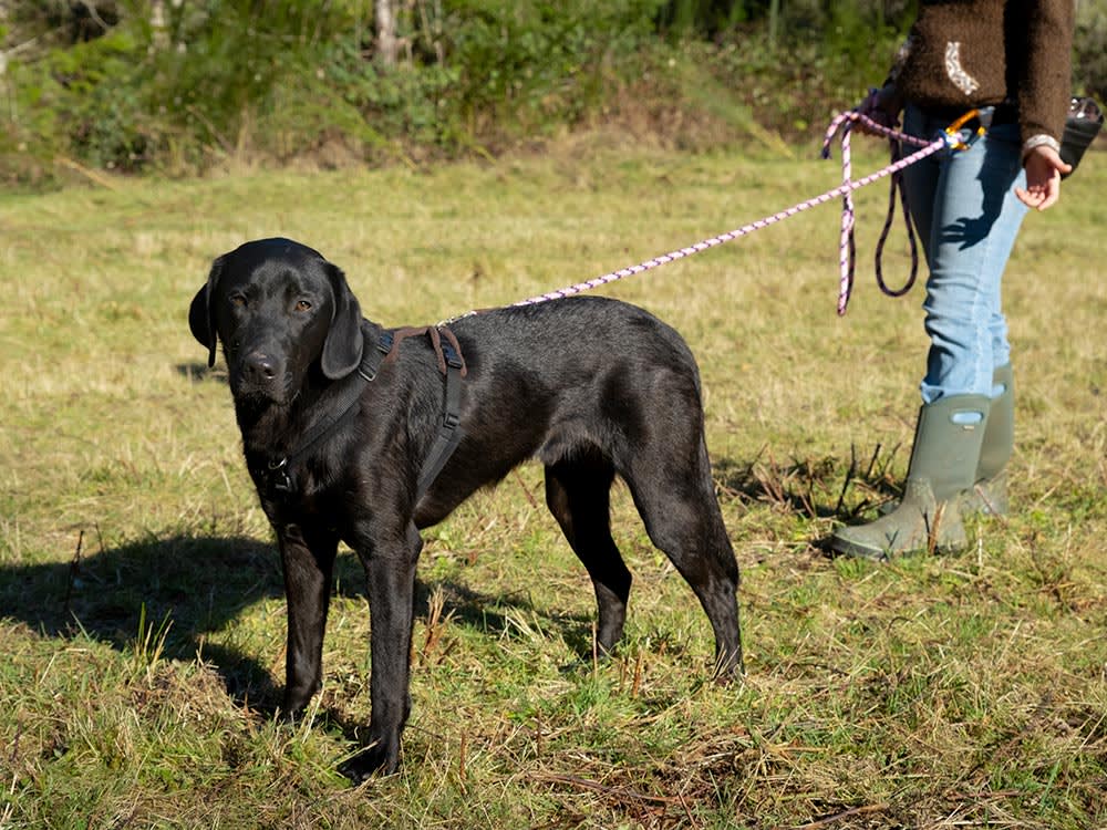 Grisha Stewart demonstrates leash belay with a black dog