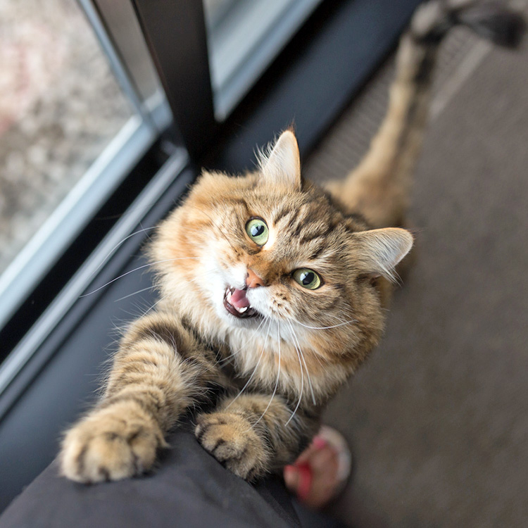 Cat climbing up human’s leg