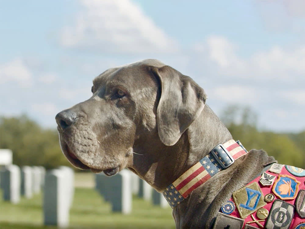 American Humane Hero Dog Award, Maverick the Great Dane.