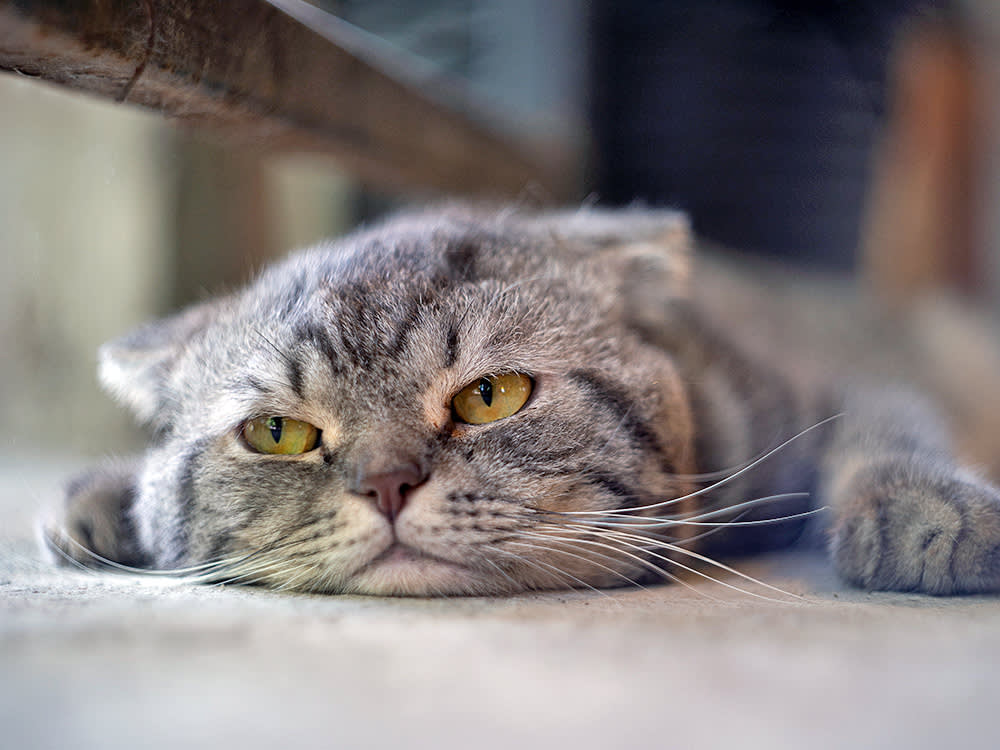 Bored gray cat at home.