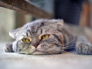 Bored gray cat at home.