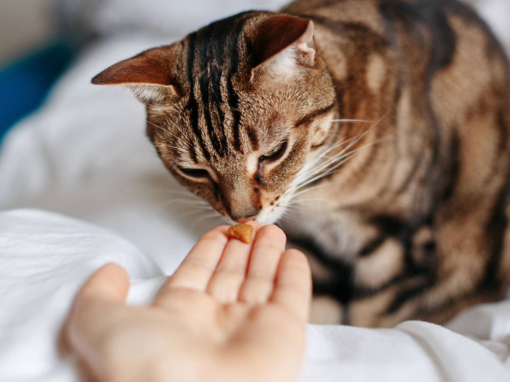 cat being offered a treat or vitamin