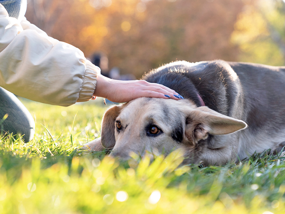 Woman petting nervous dog outside in the grass.