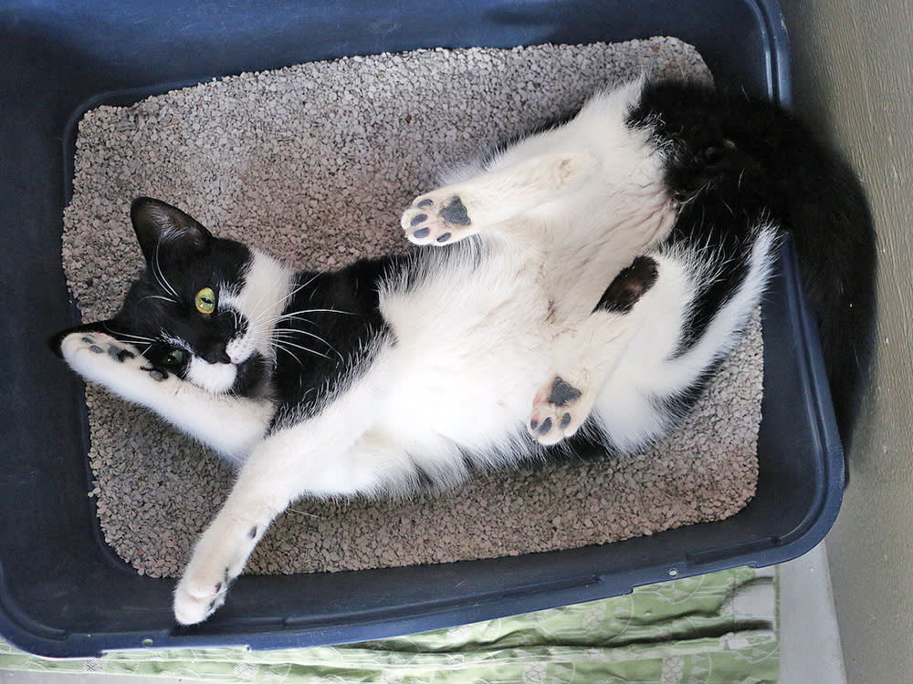 Funny black and white cat laying in litter box.