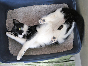 Funny black and white cat laying in litter box.