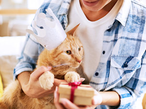 Woman giving Birthday present to ginger cat wearing crown.