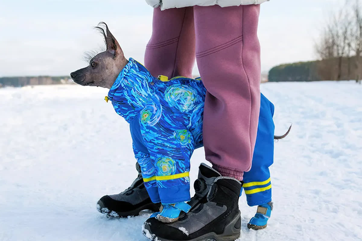 Dog in a winter coat