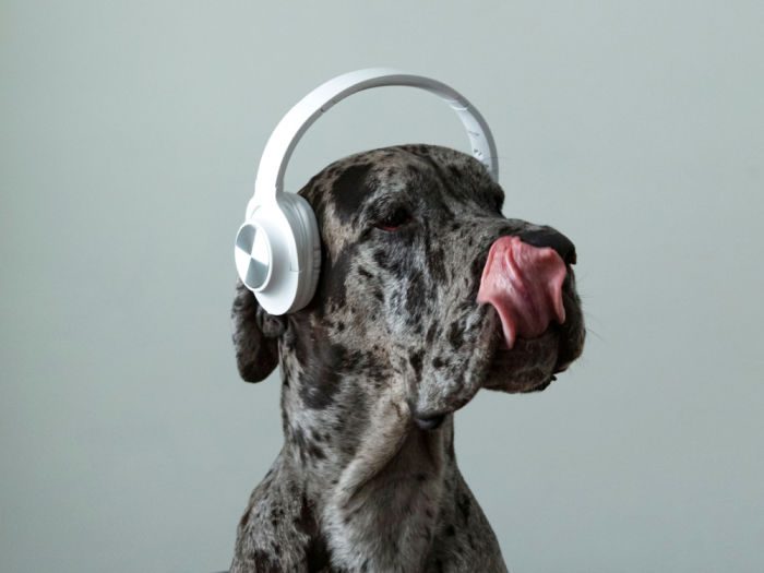 Dog listening to music on headphones and licking nose