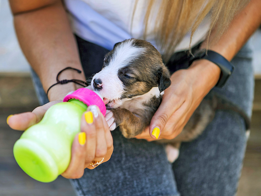 Can Puppies Drink Milk A Guide to Their Nutrition Kinship