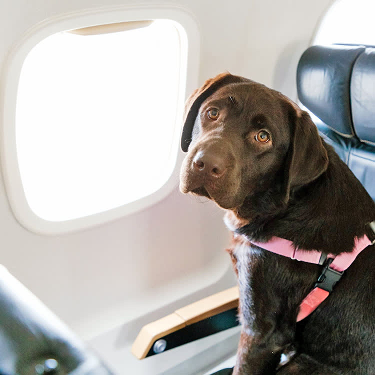 Dog in a RetrievAir flight