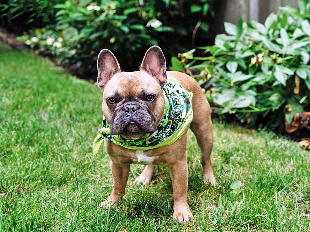 French Bulldog