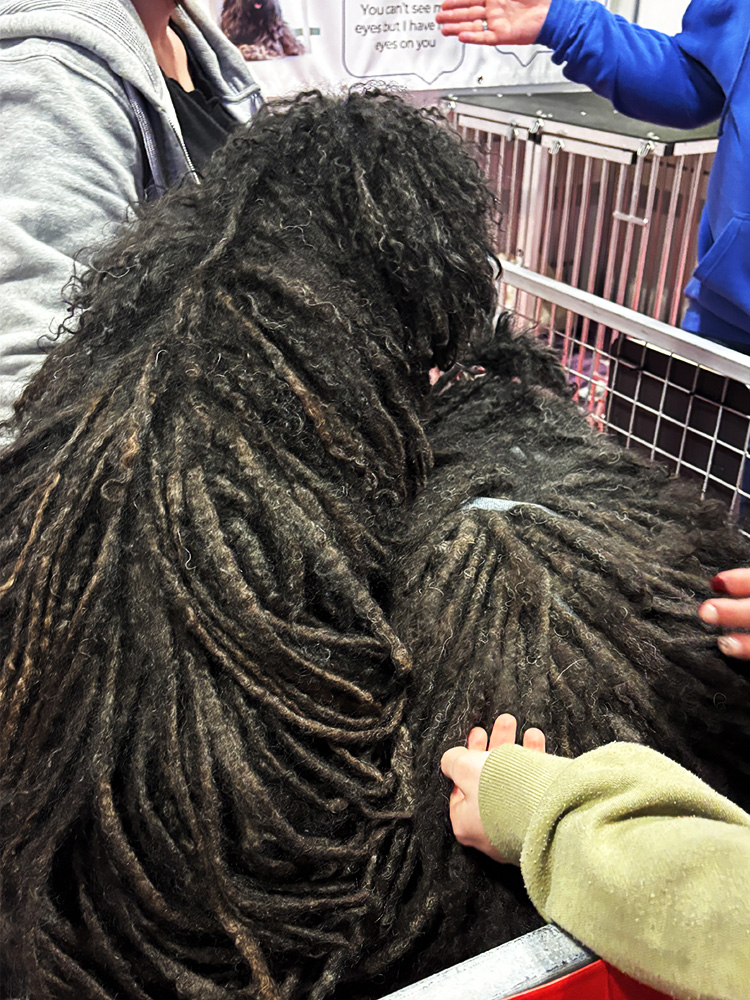 Puli at crufts