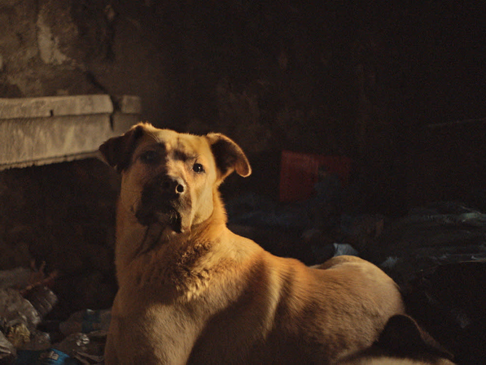 A stray dog waits in the rubble of Istanbul’s streets