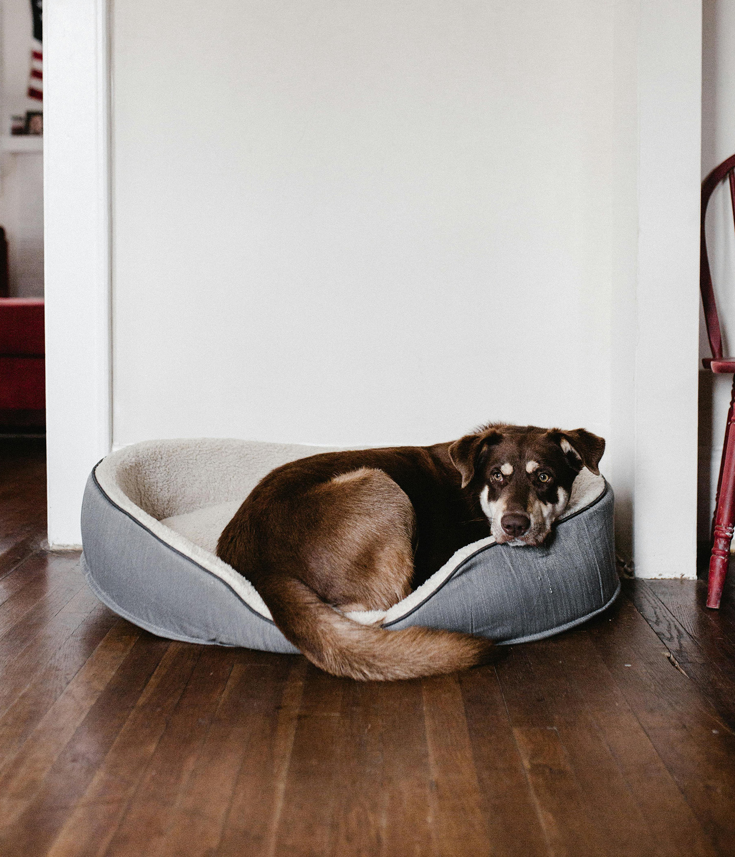Dog lying in their bed looking nervous