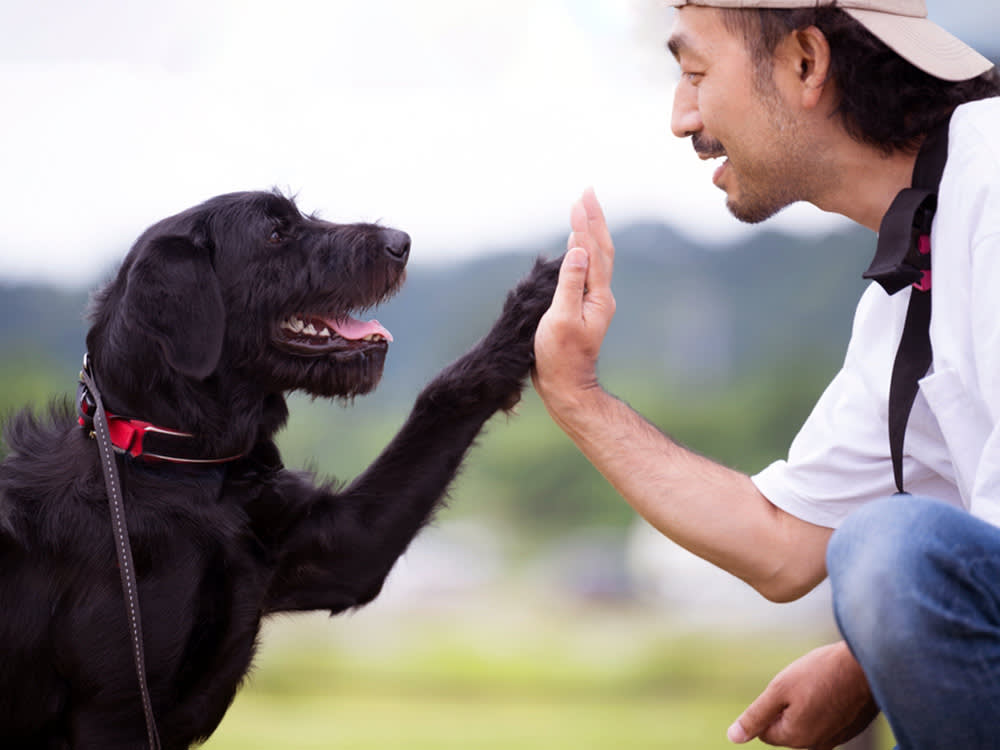 Man training his hairy black dog outside.