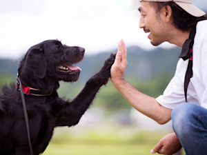 Man training his hairy black dog outside.