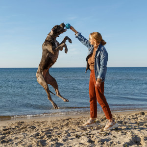 A woman holding up a ball for her jumping Great Dane dog at the beach