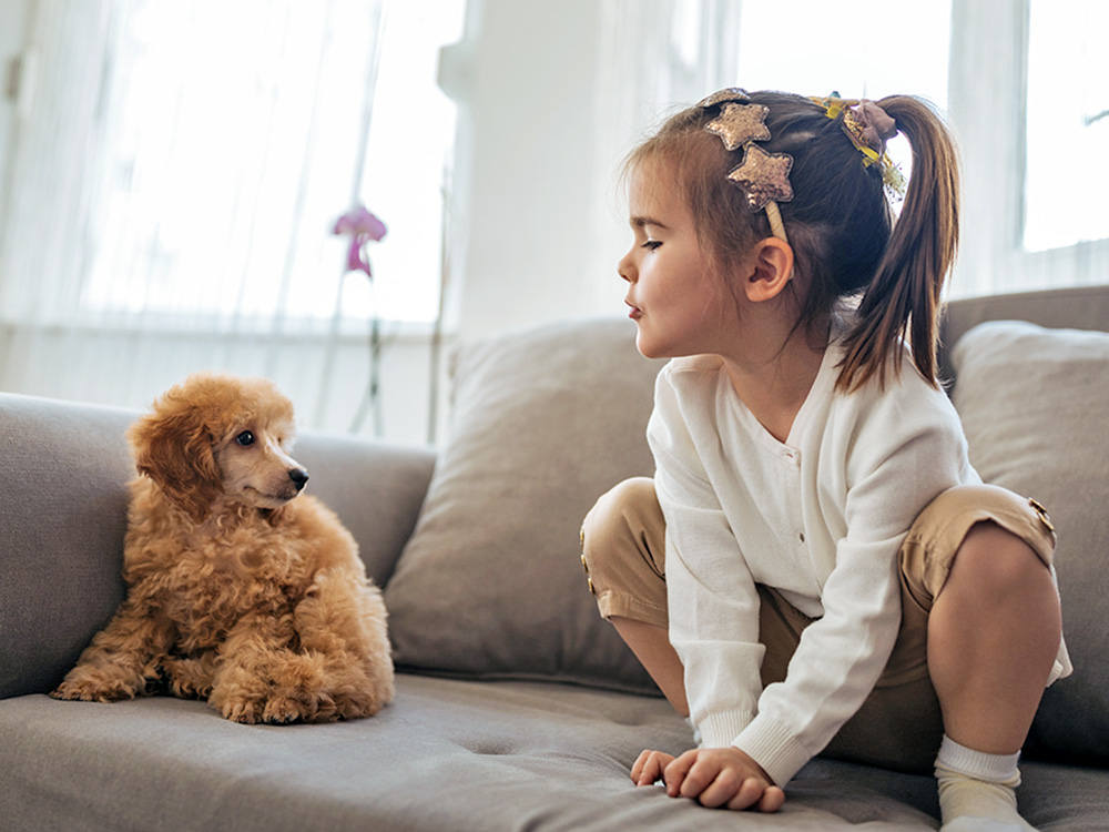 Dog afraid of a child on the couch.