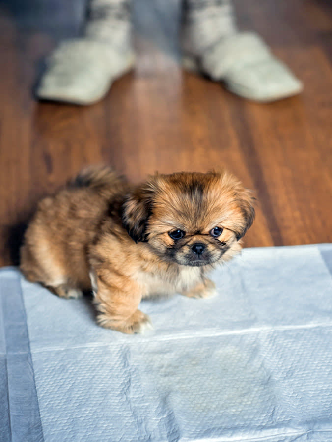 Small puppy sitting on training pee pad at home.