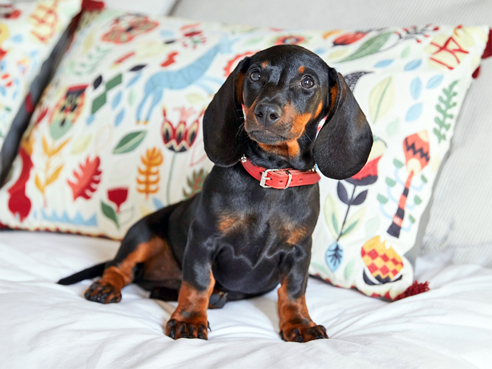 Mini shorthaired dachshund