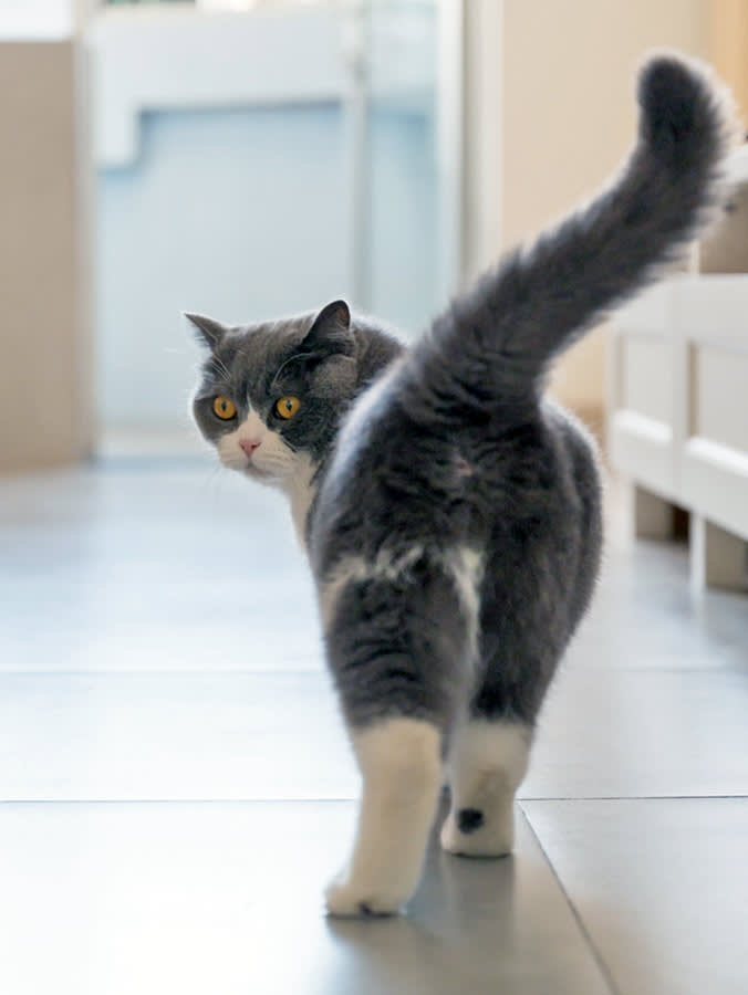 A grey cat walking away with its tail pointing upwards. 