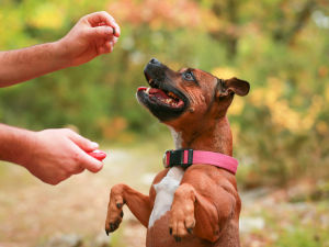 Staffordshire bull terrier and clicker