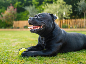 Staffordshire Bull Terrier panting on grass in profile holding a tennis ball.