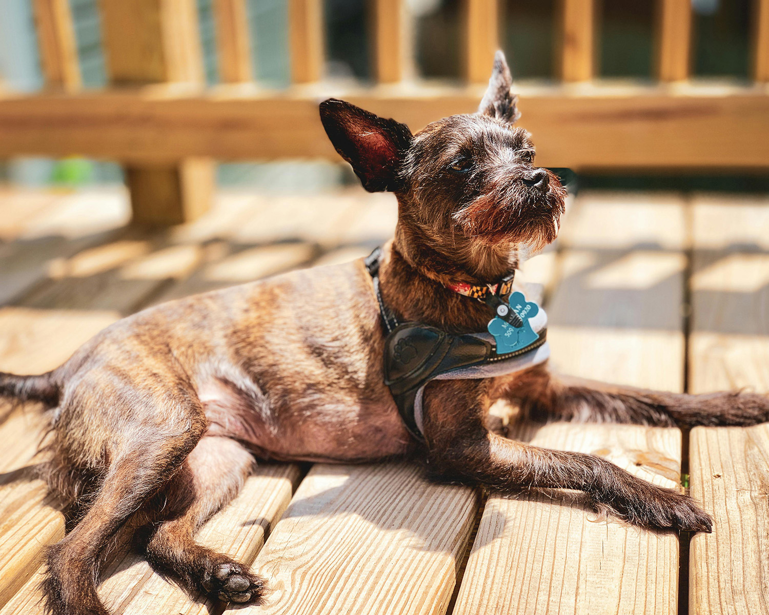 dog lying in the sun on a deck
