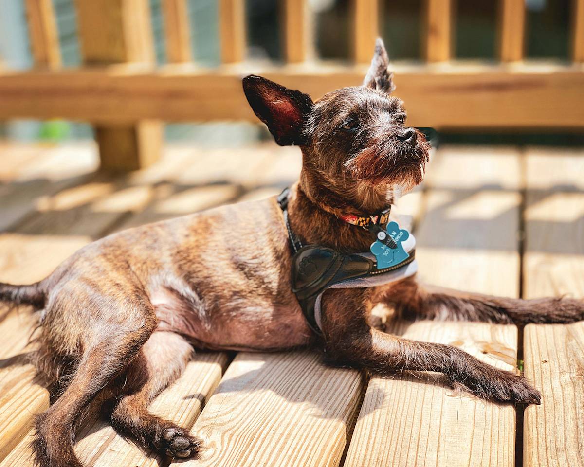dog lying in the sun on a deck