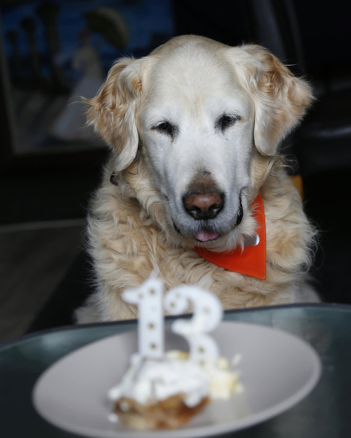 golden retriever looking at a cake