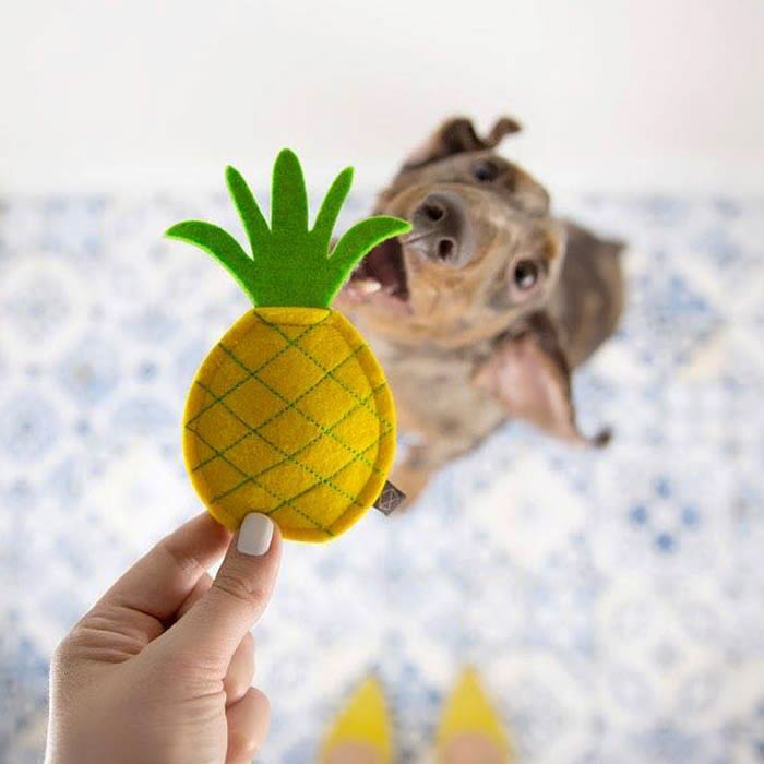 a dog with a pineapple Modern Beast toy 