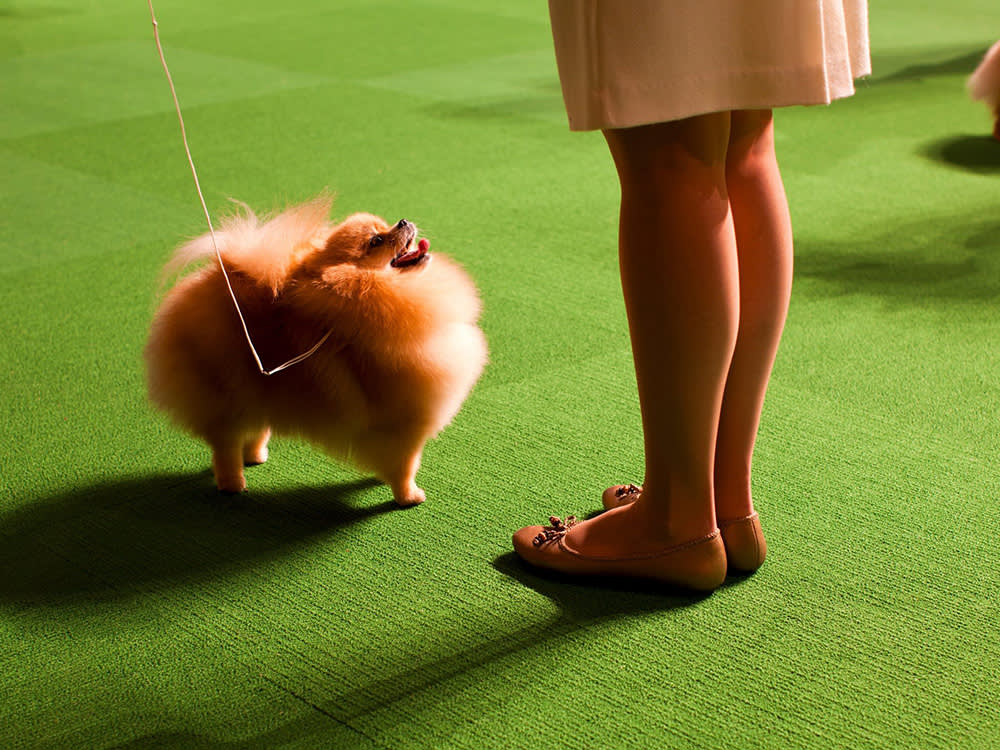 A Pomeranian looks up at a dog show judge  