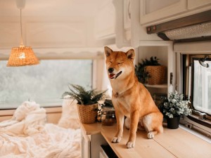 A Room-By-Room Guide To Puppy Proof Your House - Proud Dog Mom