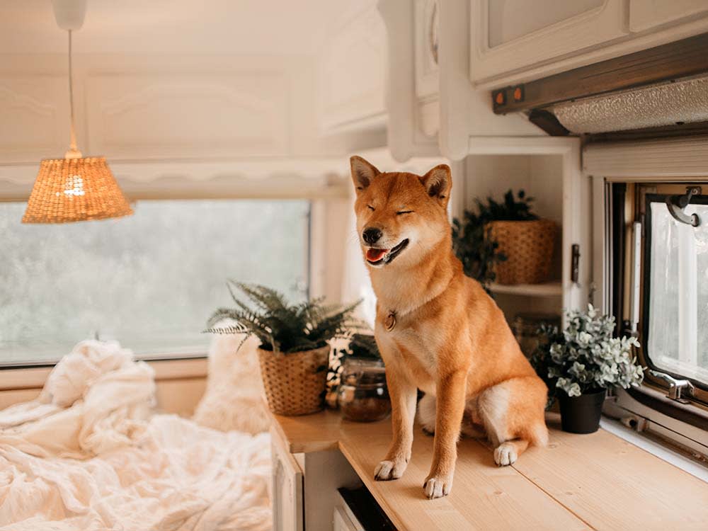 Shiba inu dog sitting on kitchen counter in a trailer home