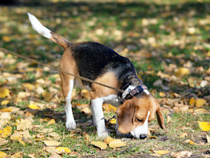 a Beagle with their nose to the ground sniffs the grass