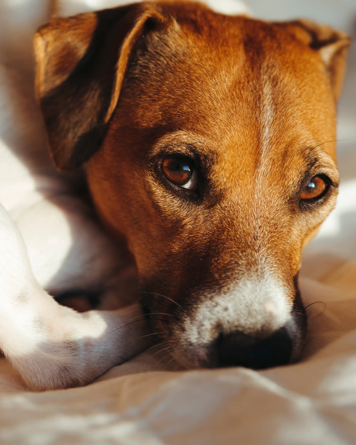 a close up picture of a dog's face with sad eyes