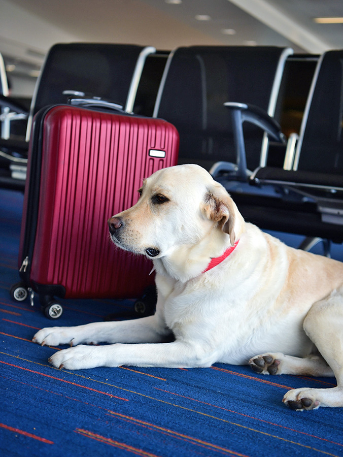Labrador dog sitting on the floor at the airport.