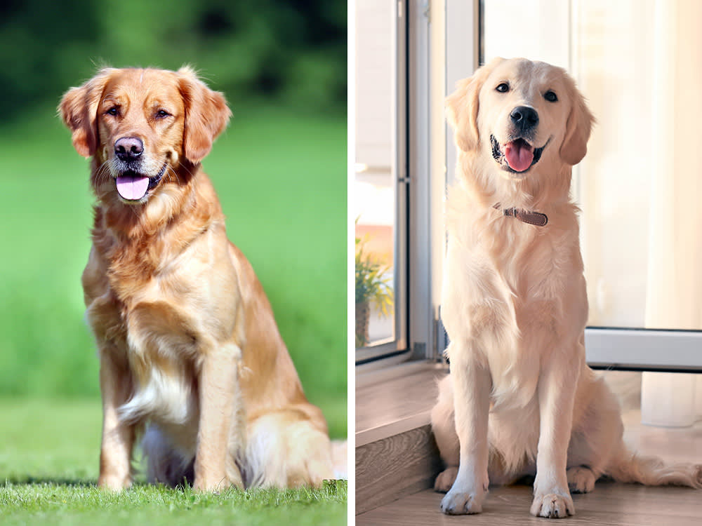 Field Golden Retriever and Show Golden Retriever.
