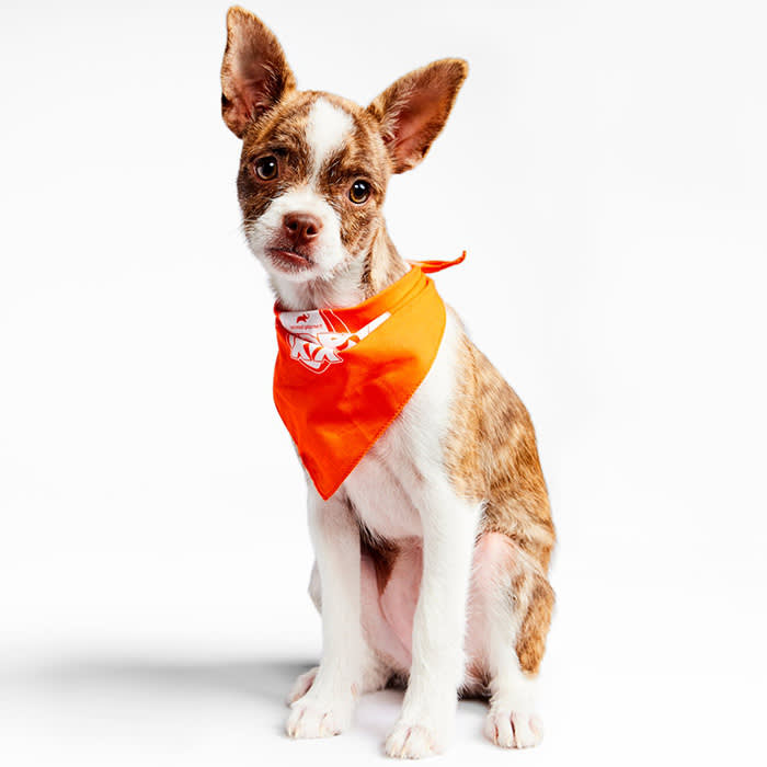 a small orange and white dog