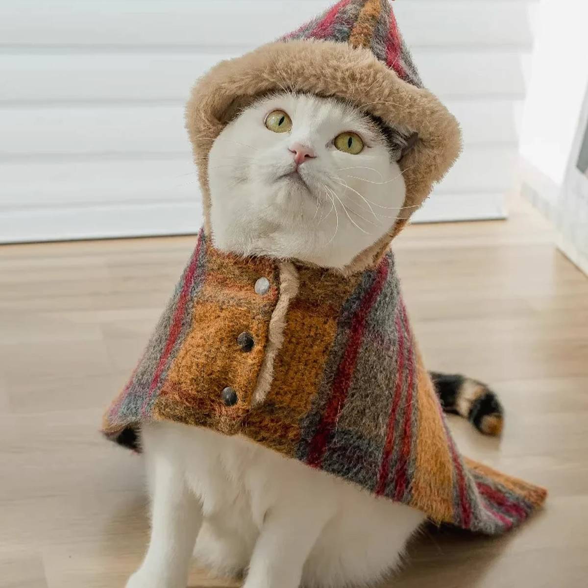 Cat wearing a poncho