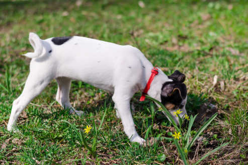A little puppy Jack Russell terrier is smelling the grass in the park with red dog-collar.