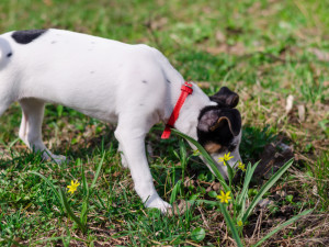 A little puppy Jack Russell terrier is smelling the grass in the park with red dog-collar.