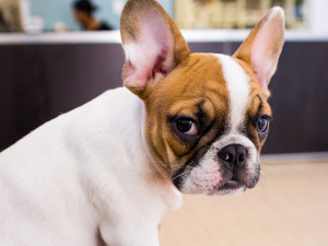 French bulldog puppy looking scared at vet