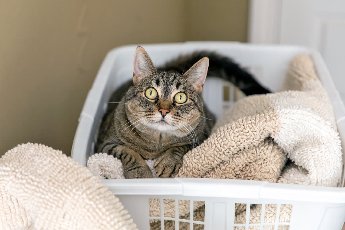 Cat in pile of laundry