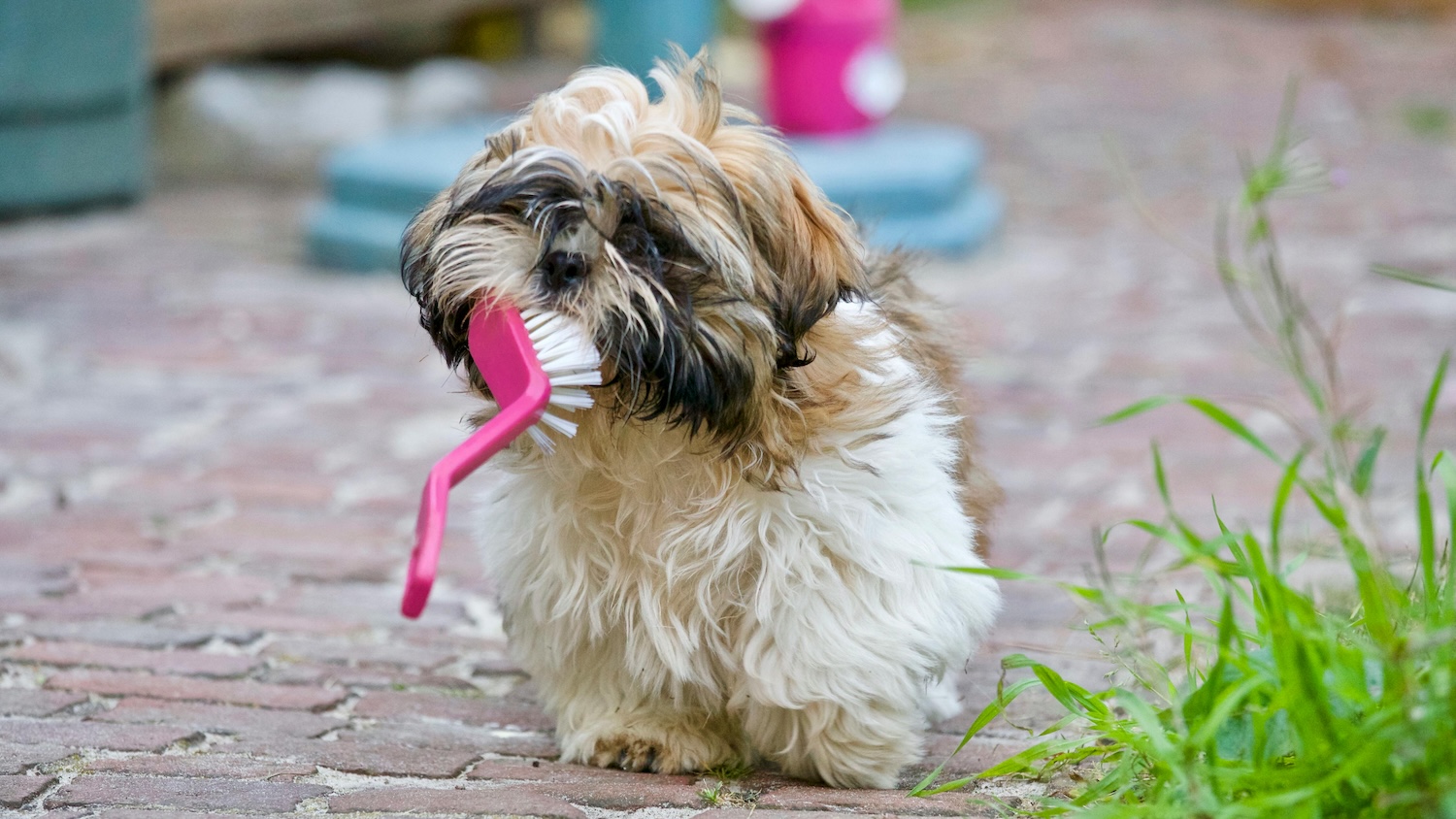 a picture of a fluffy brown down holding a pink dishbrush in it's mouth