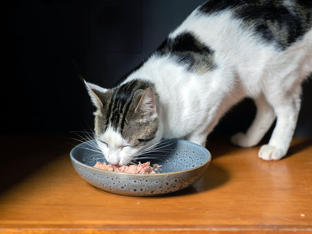 Cat eating wet food from a bowl at home.