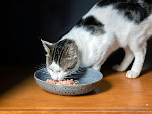 Cat eating wet food from a bowl at home.