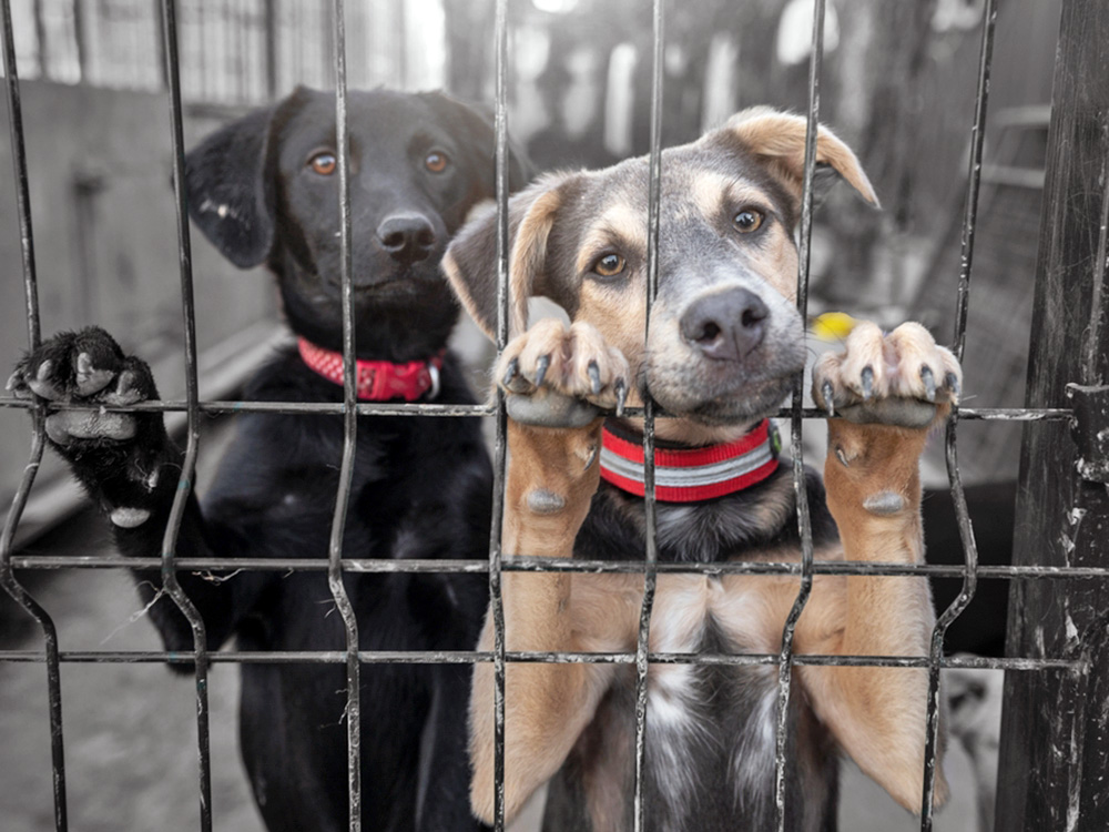 Sad dogs waiting at a shelter.