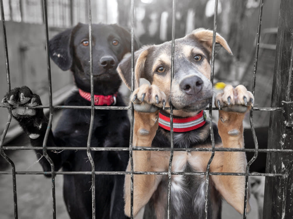 Sad dogs waiting at a shelter.
